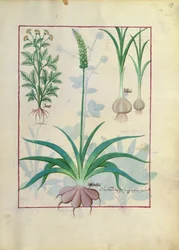 Ail et autres plantes, illustration du Livre des simples médecines par Mattheaus Platearius